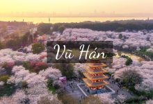 hoa anh đào ở vũ hán